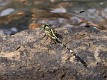 Austrogomphus divaricatus male-2